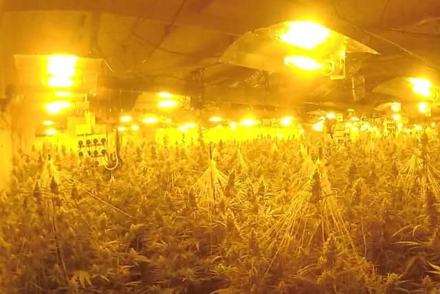The cannabis factory had over 2,000 plants inside, with a police superintendent saying it was one of the largest he has ever found. Picture: Hampshire police.