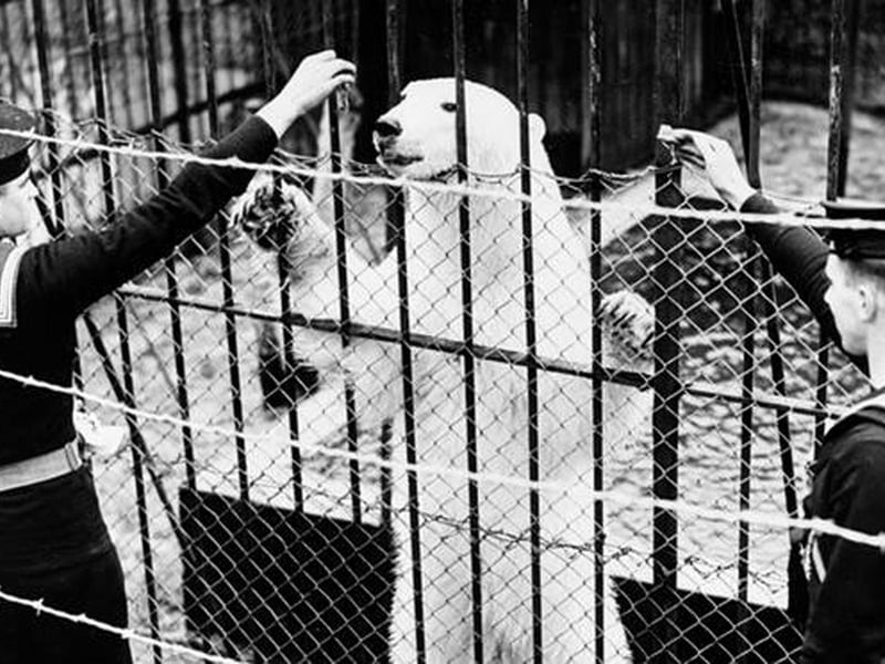 Barbara the polar bear cub was rescued from drifting ice off Greenland during WW2. The officers took her on-board their cruiser & made her their mascot, when she outgrew her accommodation she was dropped off on Whale Island where the sailors zoo had been established since 1893. In 1975 the Royal Navy banned the practice of taking animal mascots to sea.