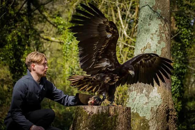See the Falconry Experience at Robin Hill