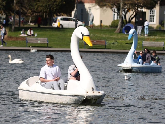 The swans were out in full force at Canoe Lake.