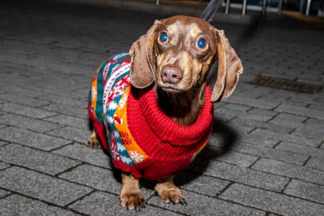 Duke the Sausage kept warm in a festive jumper at the Waterlooville Christmas light switch on.   Photos by Alex Shute