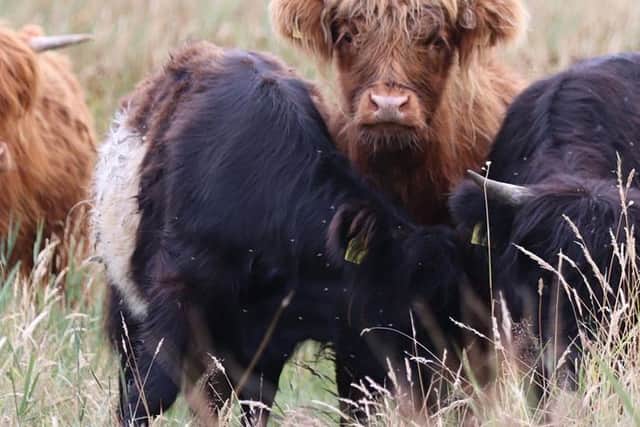 Local Nature Recovery Strategy for Hampshire 2025. Image: Hampshire County Council