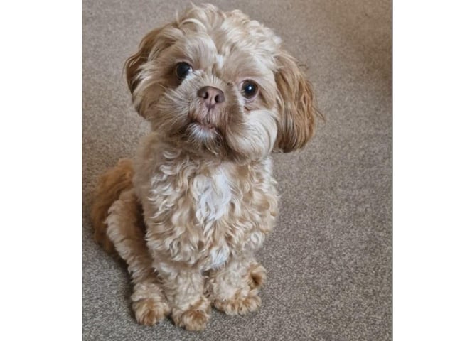 This picture of Rolo is absolutely adorable. Thank you Dawn Dollery for sharing.