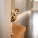 Hampshire residents are prioritising their pets when it comes to purchasing their dream homes