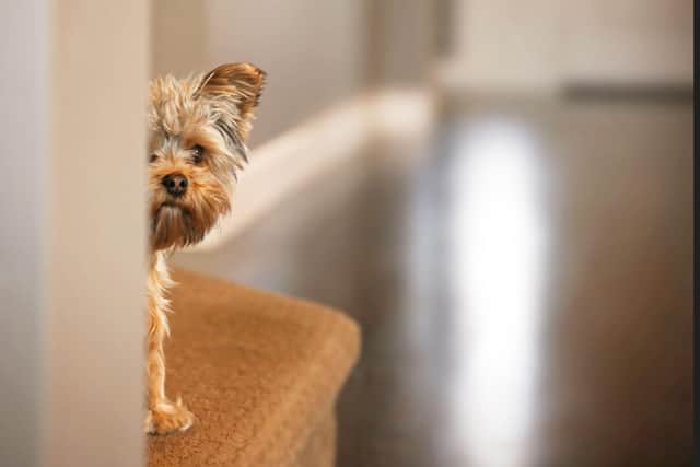 Hampshire residents are prioritising their pets when it comes to purchasing their dream homes
