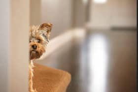 Hampshire residents are prioritising their pets when it comes to purchasing their dream homes