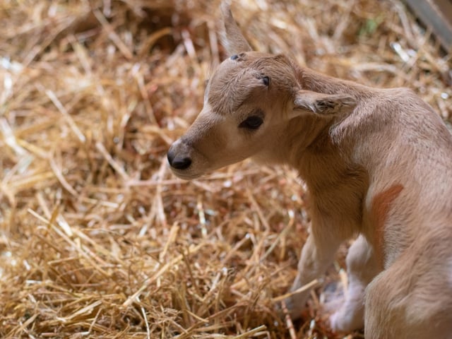 Guests at Marwell Zoo got to witness the birth of a Critically Endangered addax calf.
Picture credit: Marwell Zoo