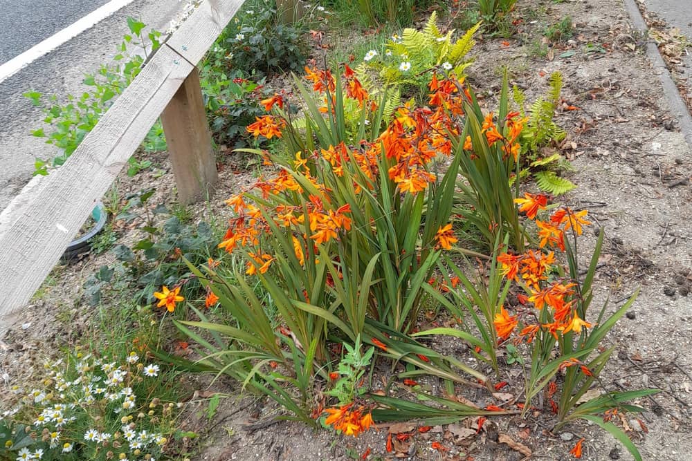 Raingardens are being installed in Serpentine Road 