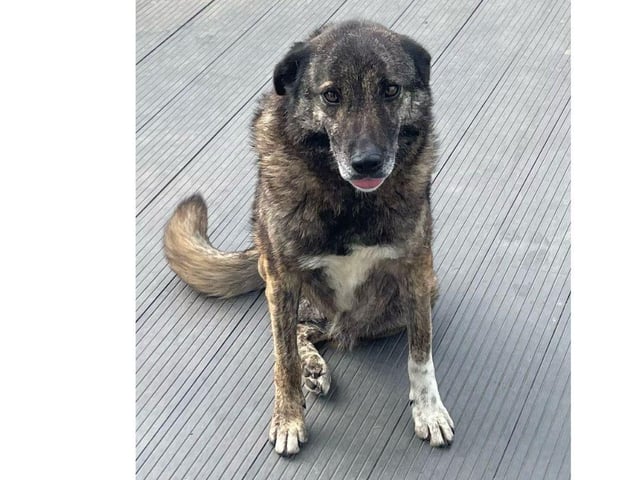 Five-year-old Flower has had the very worst start to her life - She was a stray, unwanted and unloved.
Flower was struck by a car and as a result sustained a nasty open break to her back leg which needed to be amputated.
She is the sweetest girl with people but not a fan of other dogs and it is not surprising considering all she has been through. For this reason Flower needs to be the only pet in the home.
Flower is looking for a quiet and understanding home. She loves sunbathing in the garden, lazing on her bed and being brushed.
She greets her foster family with the wiggliest bottom and tail. She is a quiet and unassuming girl who is house trained, polite indoors and can be left.
She is appropriately 17kg and the adoption fee is £225 which includes 6 sessions of hydrotherapy, vaccines and much more.