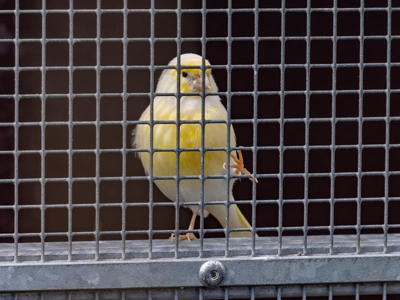 Residents of the aviary at College Park. Picture: Mike Cooter (06042023)