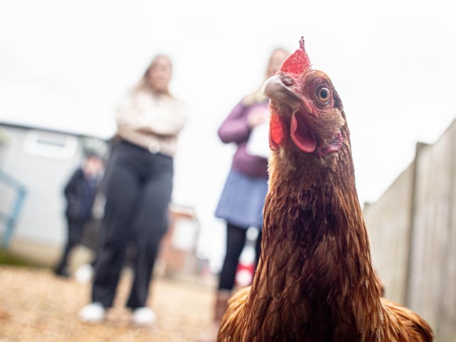 RSPCA The Stubbington Ark, Stubbington on Tuesday 13th February 2024
Pictured: Penelope
Picture: Habibur Rahman