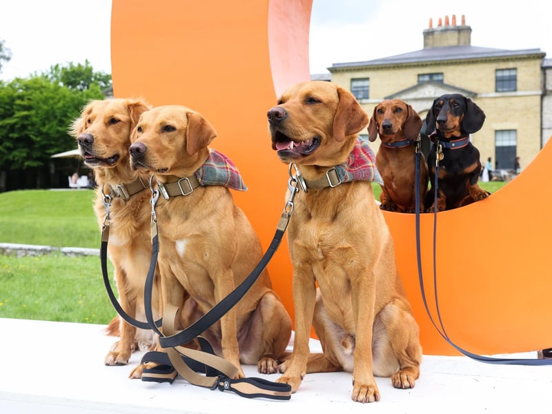 Dogs at Goodwoof 2024, a dog event held at Goodwood Estate in Chichester. PA Photo. This year's event features a Labrador Parade, led by The Duke of Richmond, in celebration of the breed. Elsewhere at the event, visitors can try forest bathing, truffle hunting, watch top canine athletes in competition, enjoy wellness workshops and listen to talks from behavioural and veterinary experts. Picture credit should read: Matt Alexander/PA Media