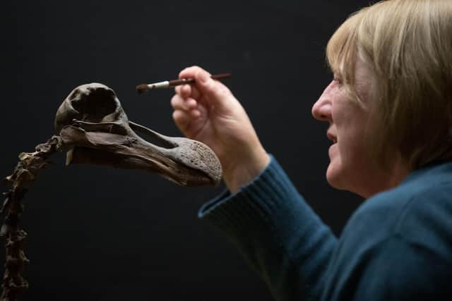 People will be able to explore museums in Portsmouth online during the lockdown via new websites. Christine Taylor, Curator of Natural History at Portsmouth Museums, inspects a rare Dodo skeleton - one of only 12 in existence - which is the centrepiece of the 'D is for Dodo, E is for Extinct' exhibition at Portsmouth Museum. Picture: Andrew Matthews/PA Wire