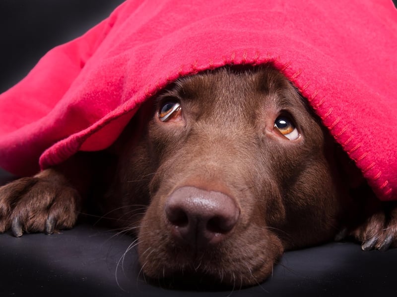Labradors are one of the most popular family dogs as they are affectionate and are generally good with children. 
Picture credit: © Magnus Pomm