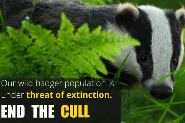 Wild badger population under threat