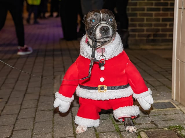 Rosie the Staffy gets in the festive spirit. Photos by Alex Shute