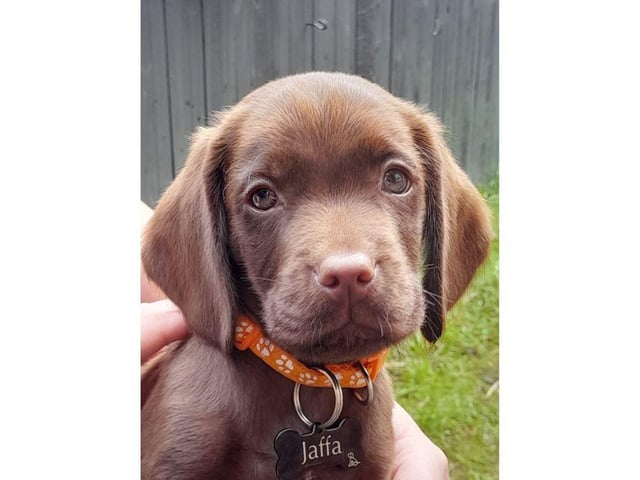 Lou Lawrence-Jones shared this gorgeous picture of Jaffa with us.