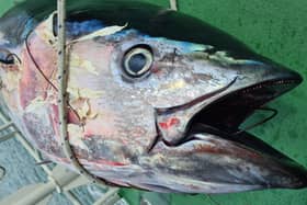 A rare Bluefin tuna was found in Chichester Harbour.