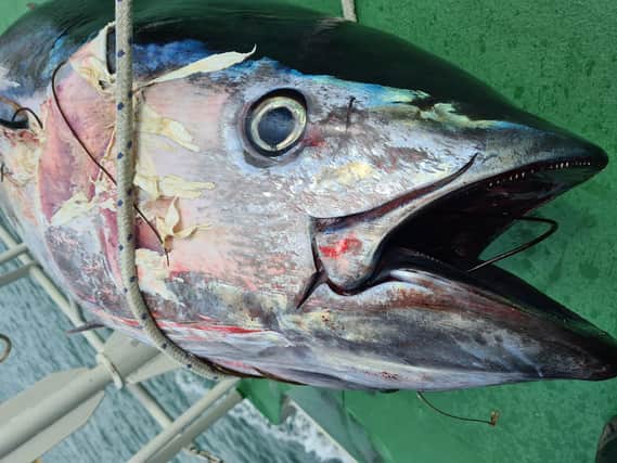 A rare Bluefin tuna was found in Chichester Harbour.