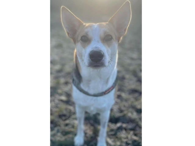 Nigel Fitch shared this gorgeous picture of Saffie.