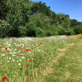 A wildflower meadow at The Oaks Crematorium