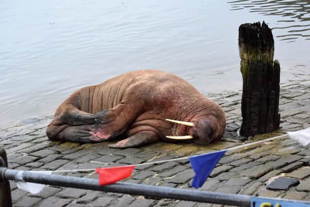 The walrus is believed to being travelling further north. Picture: Stuart Ford/PA.