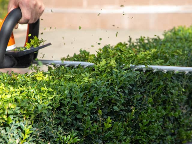 Hedge trimmers are at their lowest price for the past 12 months according to new research (photo: Adobe)