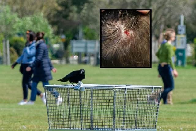 Crows at Southsea Common, Southsea on 18th May 2021. Inset: Russ Ward's injury.  Picture: Habibur Rahman