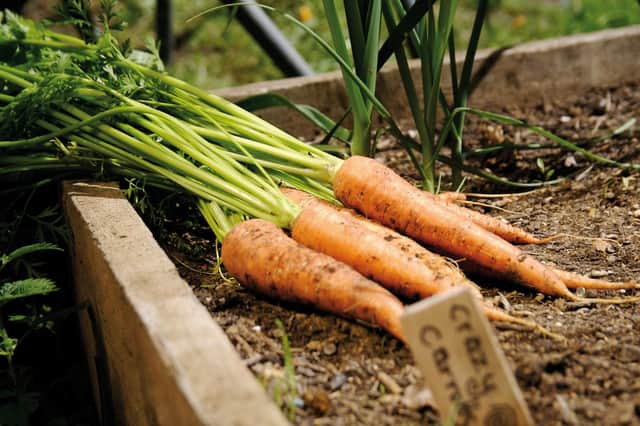 Freshly-dug carrots.