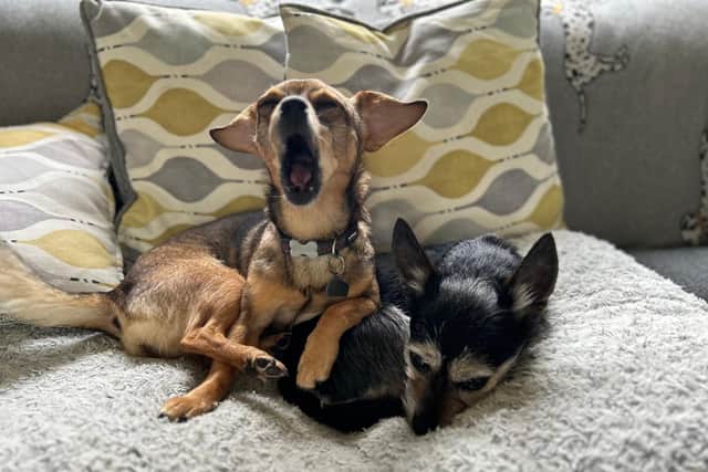 Sometimes it's hard to know how your dog is feeling - Animal News Agency