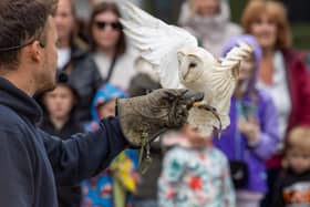 Visitors were treated to a Birds of prey display at Port Solent on Thursday, along with arts and craft for children.

Pictured - The Birds of Prey in action

Photos by Alex Shute