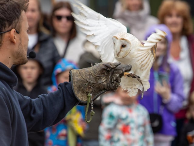 Visitors were treated to a Birds of prey display at Port Solent on Thursday, along with arts and craft for children.
Pictured - The Birds of Prey in action
Photos by Alex Shute
