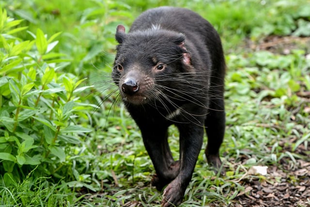 You need a licence to own a Tasmanian Devil under the Dangerous Wild Animals Act 1976. 
(Photo by PHILIPPE HUGUEN/AFP via Getty Images)
