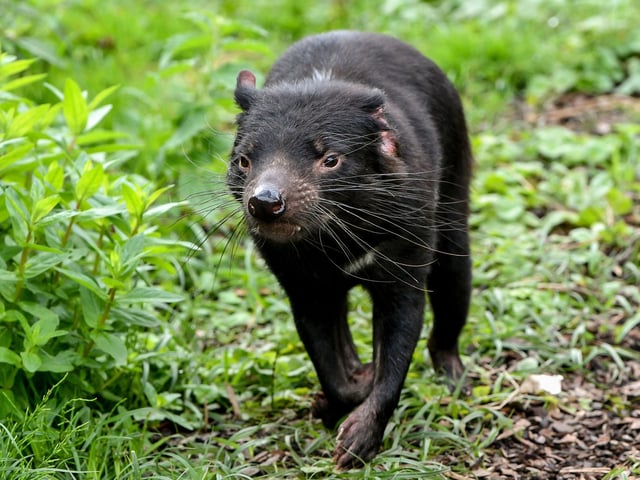 You need a licence to own a Tasmanian Devil under the Dangerous Wild Animals Act 1976.
(Photo by PHILIPPE HUGUEN/AFP via Getty Images)