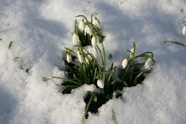 Snowdrops in Warnford Park