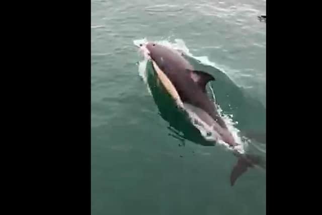Two fisherman received a surprise visit from a pod of dolphins in the Solent on Sunday morning. Picture: John Davenport