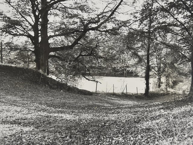 A leafy lane near Lovedean Lane in 1980.