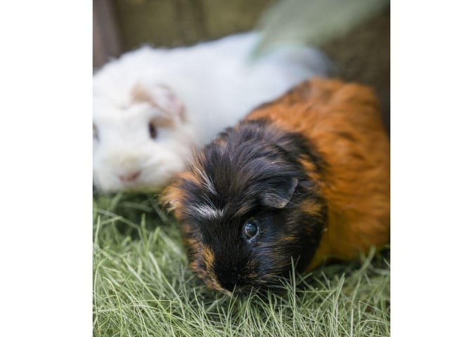 Millie (back) was left to fend for herself, running free in a garden, taking cover under a shed from the owner's dog. After being rescued, she went to live with Amanda where she learnt to trust again.