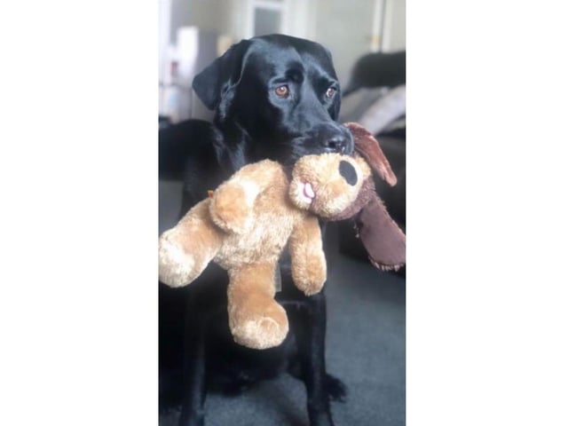 Hayley Lisa Potter shared this gorgeous picture of Charlie.