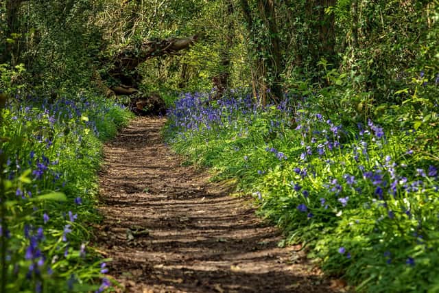 The footpath in Soberton with its hedgerows filled with vivid spring colours. Picture: Mike Cooter (290423)