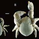 Male and female Hoff crabs (Kiwa tyleri)