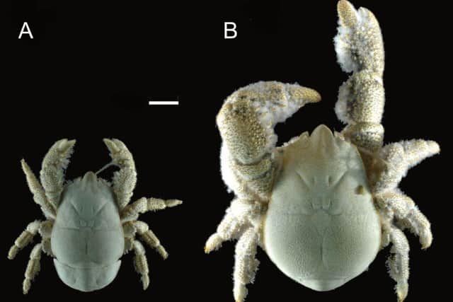 Male and female Hoff crabs (Kiwa tyleri)