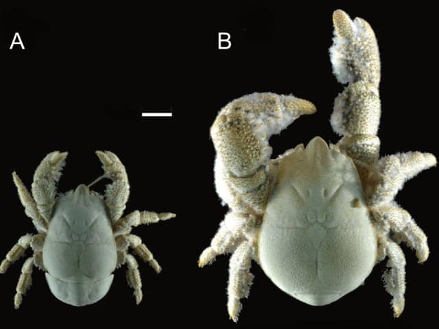 Male and female Hoff crabs (Kiwa tyleri)