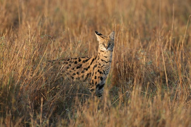 There are two Serval reported to be in the Hart District Council area. Picture: Dan Kitwood/Getty Images.