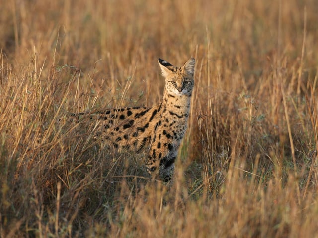There are two Serval reported to be in the Hart District Council area. Picture: Dan Kitwood/Getty Images.