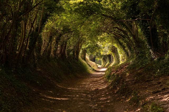 Winning image - Halnaker, nr Chichester, West Sussex