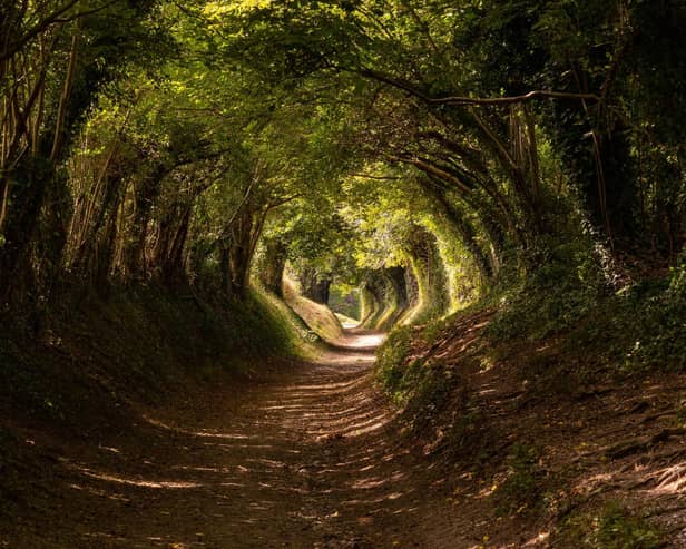 Winning image - Halnaker, nr Chichester, West Sussex