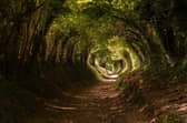 Winning image - Halnaker, nr Chichester, West Sussex