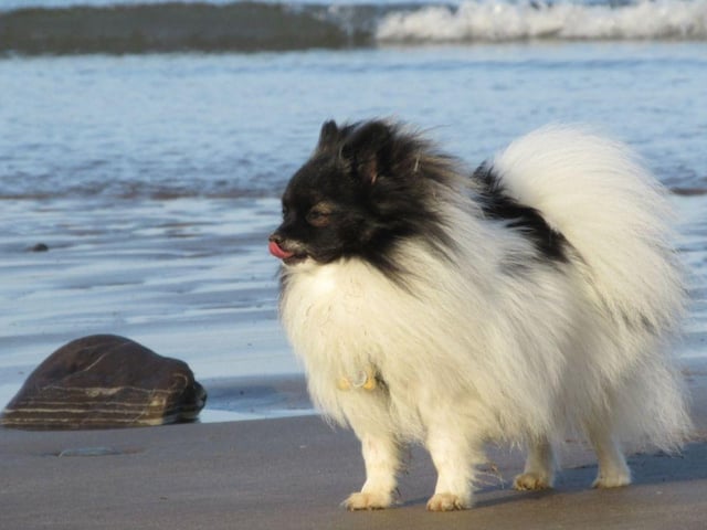 How beautiful is this picture of Flynn shared by Hilary Orchard.