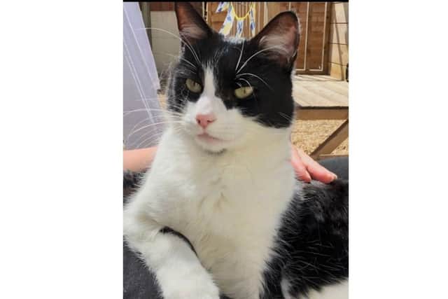 Lisa Chamberlain and her son Macauley are praying for the return of their cat, Minnie, who went missing 13 weeks ago.
Picture credit: Lisa Chamberlain.